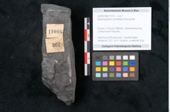 Foto (Objekt + Etikett) von Sphenophyllum schlotheimii Brongniart (NHMW-GEO-2024-0188-11016)